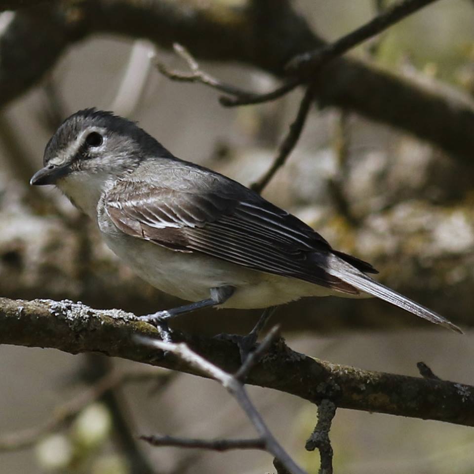 Rare Bird Alert – 22-May-2018 – Illinois Ornithological Society