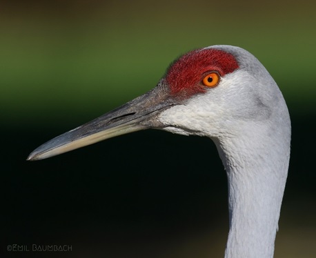 Getting Started with Bird Photography – Support Your Craft – Illinois ...