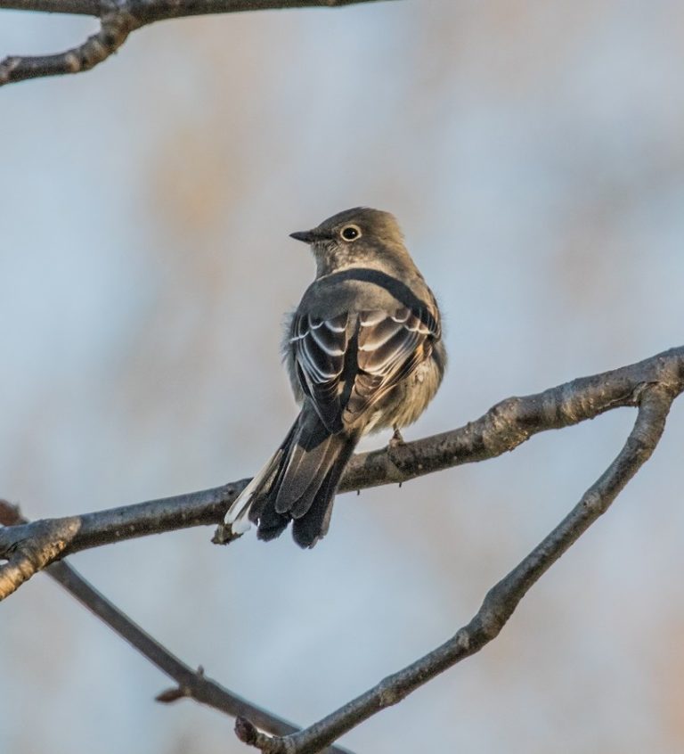 Rare Bird Alert – Illinois Ornithological Society