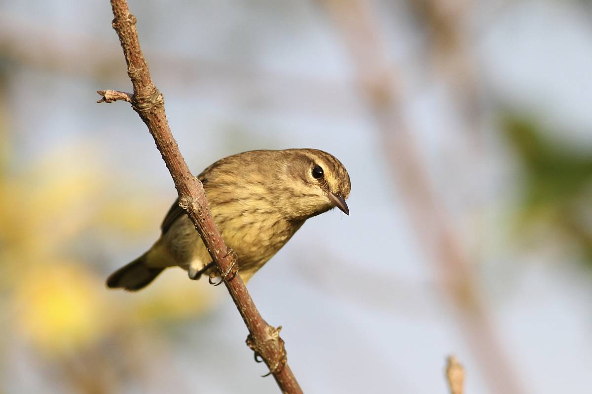 Illinois Ornithological Society – Dedicated to birds and birding in ...